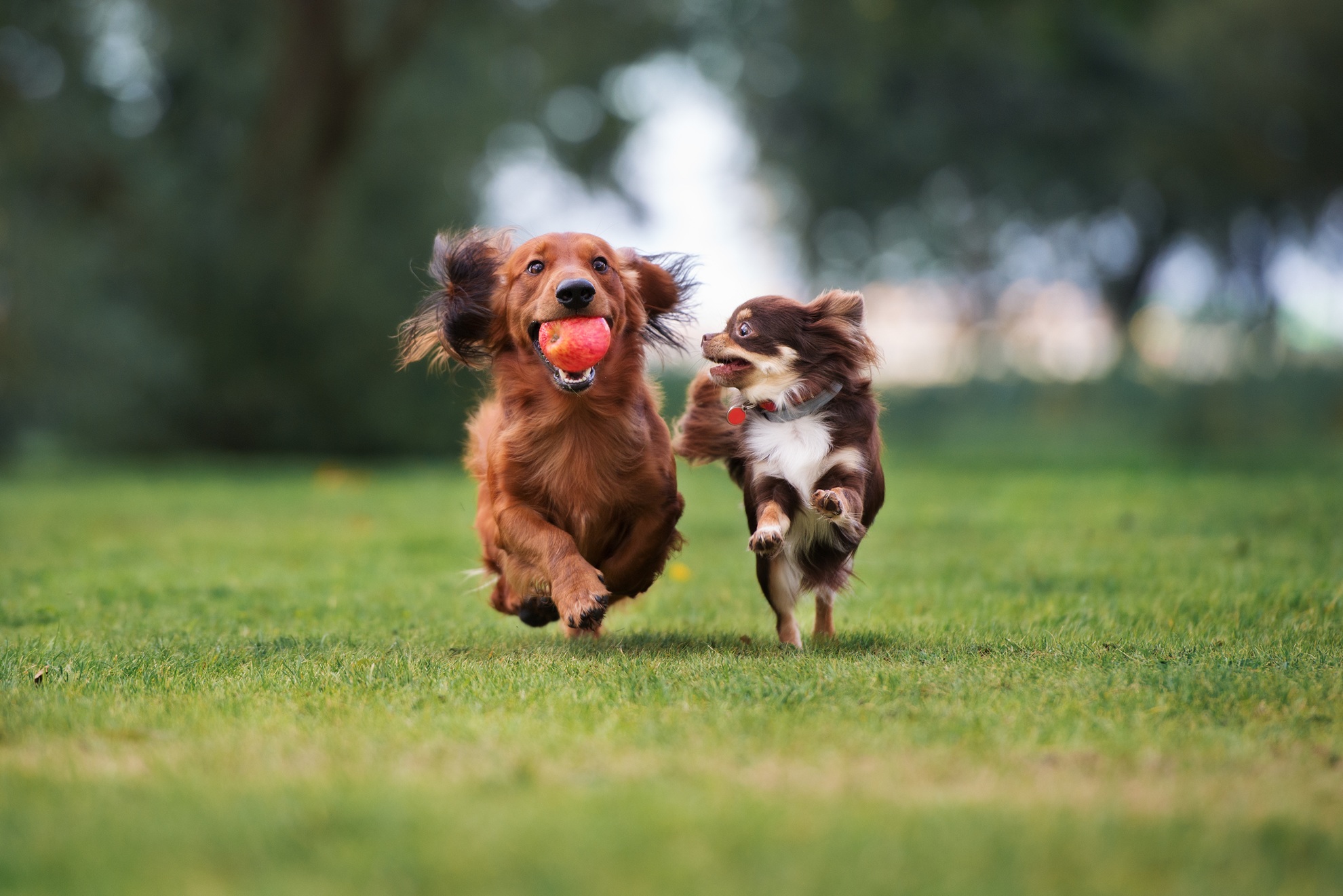 zwei kleine Hunde soielen auf der Wiese