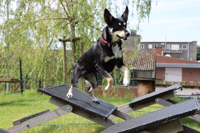 Ninjadogs