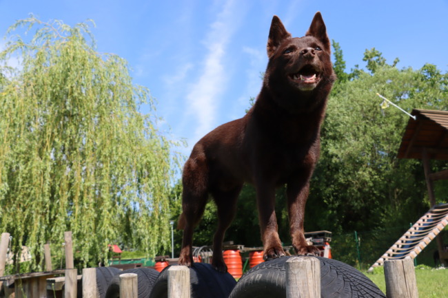 Ninjadogs